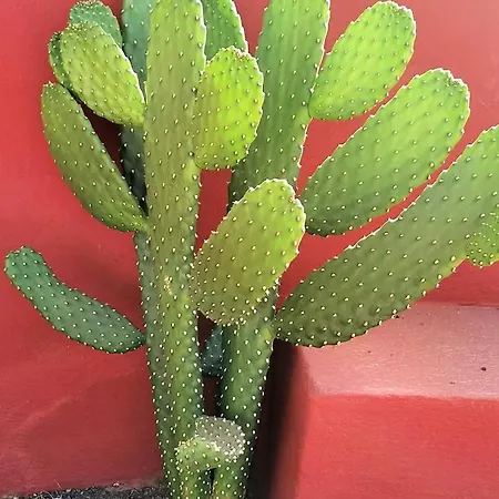 Appartement Aquarium Private Jacuzzi, 3 Bedrooms, Ac And Bikes Maspalomas (Gran Canaria)